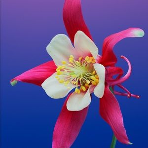 Meet your Posher, Camryn